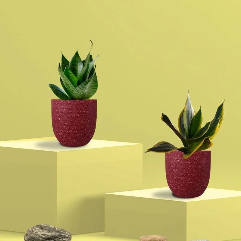 Greenkin Snake Live Plants (Red) - Set Of Two media 3