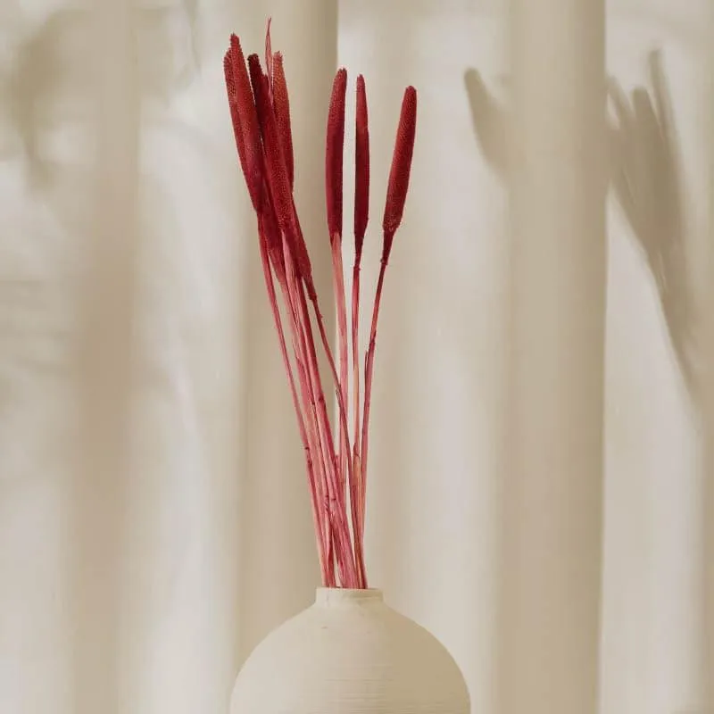 Dried Bajra Stems (2.46 ft) - Red media 1