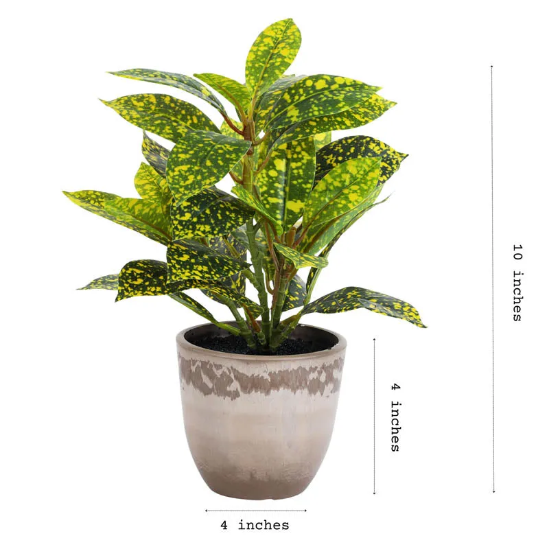 Artificial Croton Plant With Black Plastic Pot (Set Of Two) - 1 Feet media 5