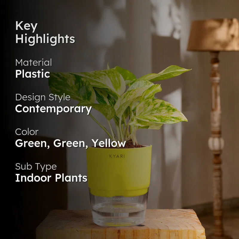 Kyari Money Variegated Plant With Self Watering Pot (Yellow) - 18 cm media 2
