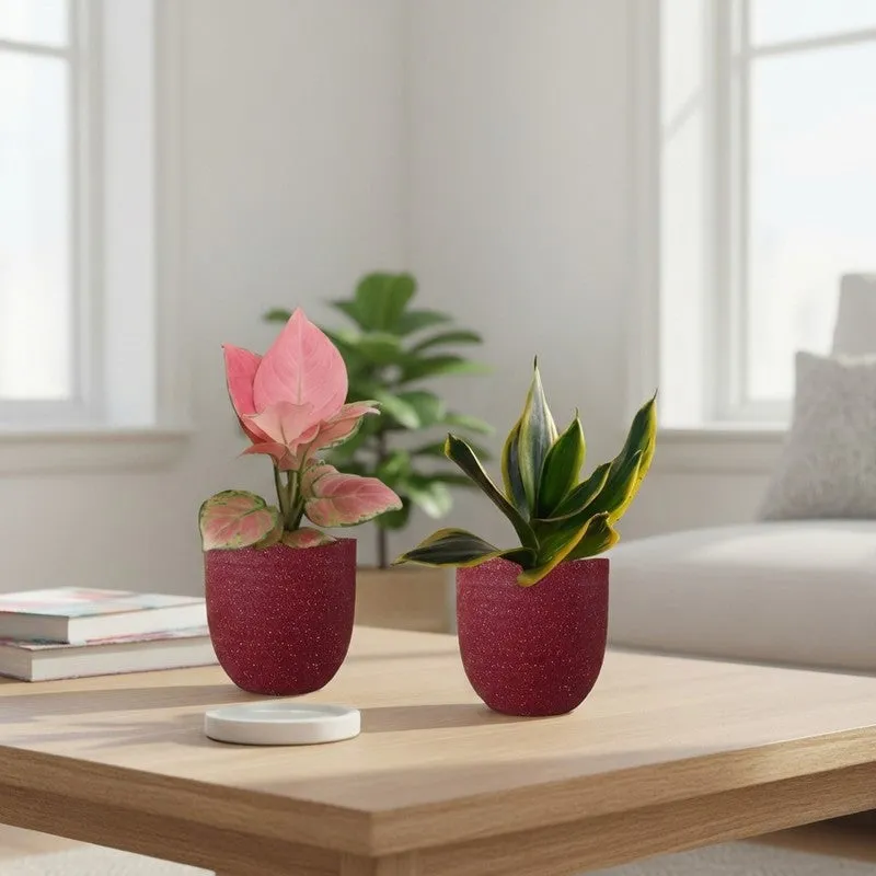 Greenkin Aglaonema Pink & Golden Snake Live Plants (Red) - Set Of Two media 1