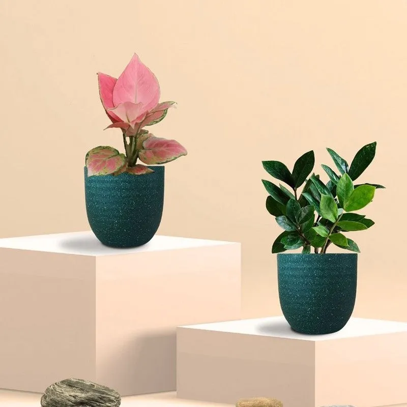 Greenkin ZZ & Aglaonema Pink Live Plants (Green) - Set Of Two media 3