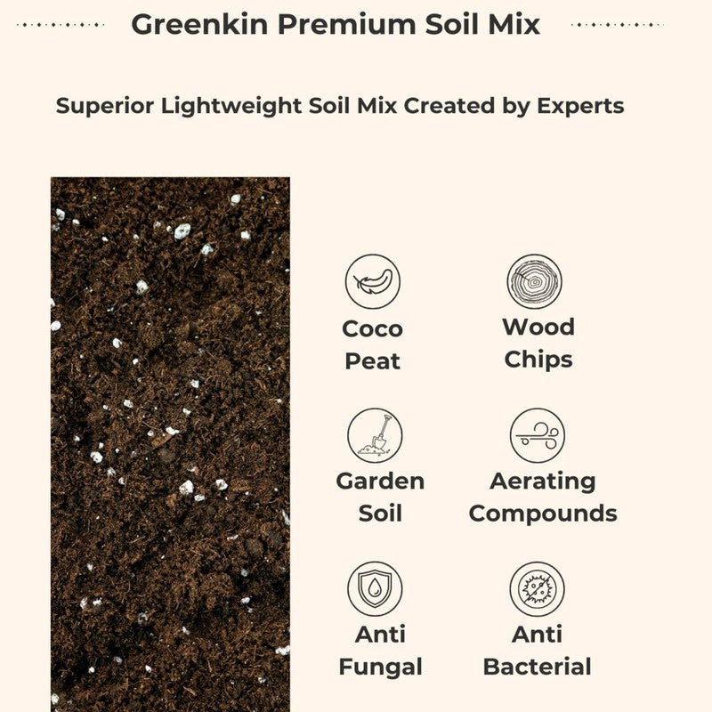 Greenkin Living Room Indoor Live Plants - Set Of Three media 8