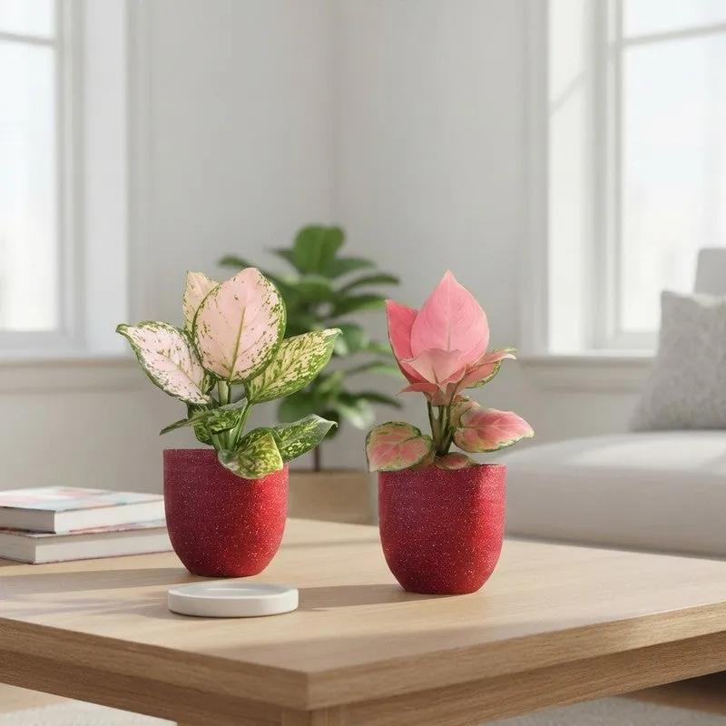 Greenkin Aglaonema Pink & Wishes Live Plants (Red) - Set Of Two media 1