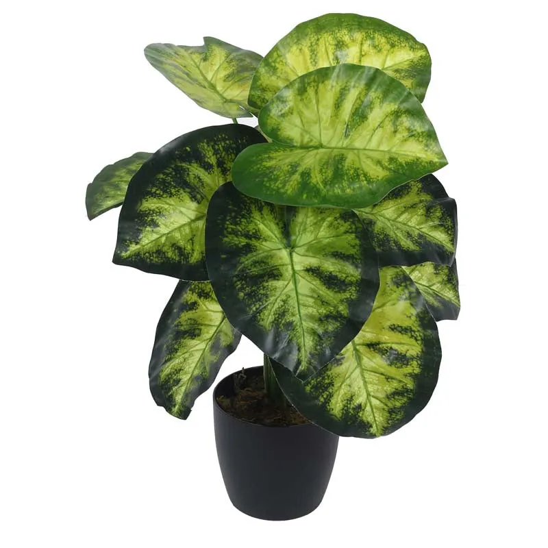 harmony plants Hoya cumingiana in a 4 inch pot small leaf wax plant