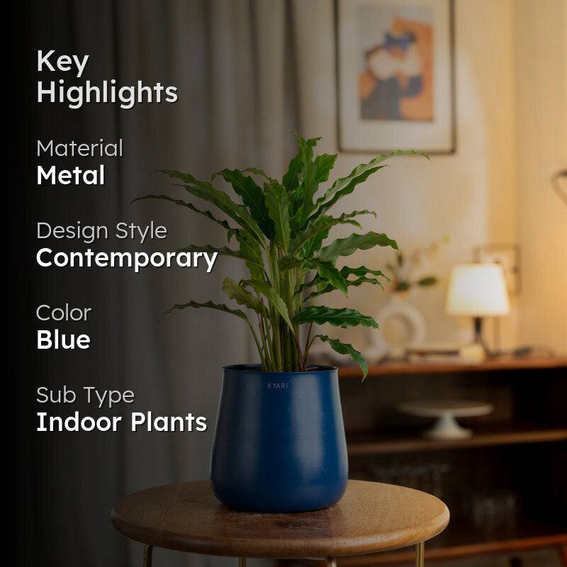 Kyari Calathea Rufibarba With Metal Self Watering Pot - Blue media 2