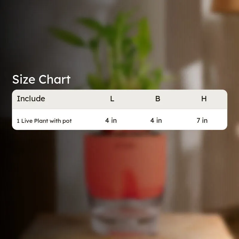 Kyari 2-Layer Lucky Bamboo With Self Watering Pot (Red) - 18 cm media 7