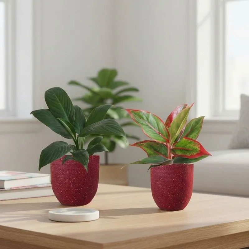 Greenkin Aglaonema Lipstick & Lily Live Plants (Red) - Set Of Two media 1