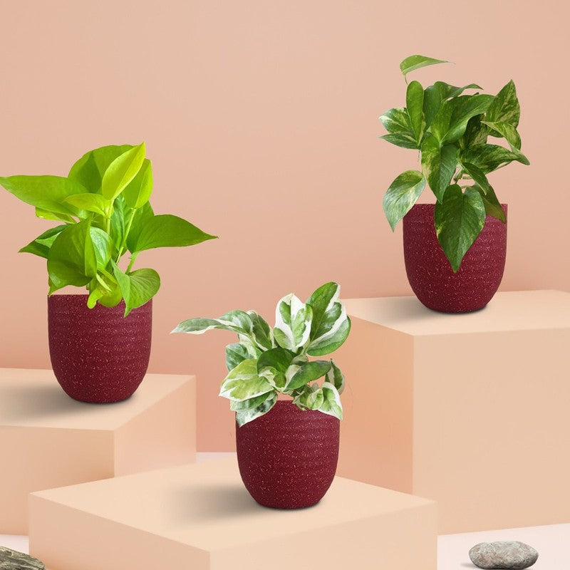 Greenkin Money Plants Live Plants - Set Of Three media 3