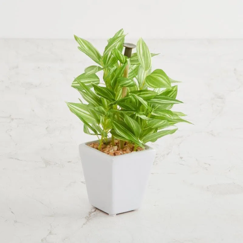 Wandering Jew Faux Bonsai (20 cms) - Green media 1