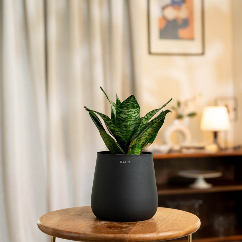 Kyari Sansevieria Green Snake Plant With Metal Self Watering Pot (Jet Black) - 1 Foot