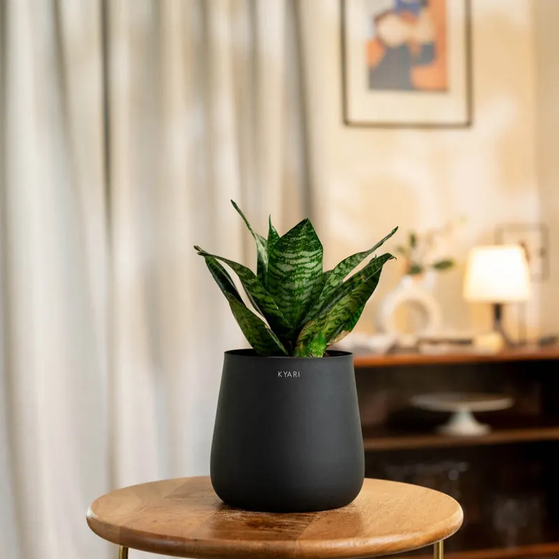 Kyari Sansevieria Green Snake Plant With Metal Self Watering Pot (Jet Black) - 1 Foot media 1