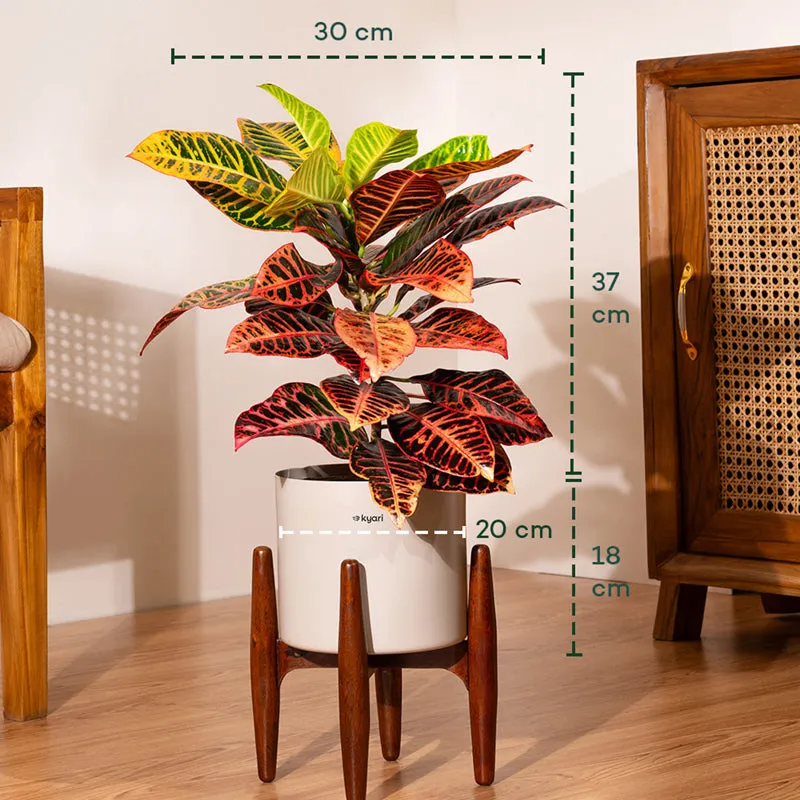 Kyari Croton Plant With Metal Self Watering Pot (Beige) - 2 Feet media 5