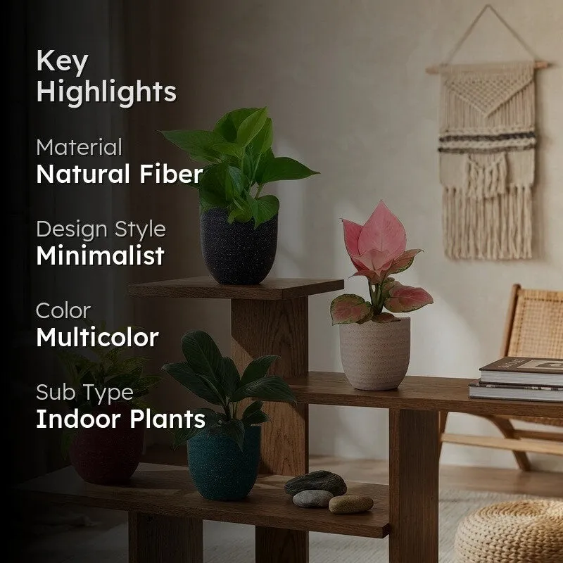 Greenkin Easy Care Air Purifying Live Plants - Set Of Four media 2