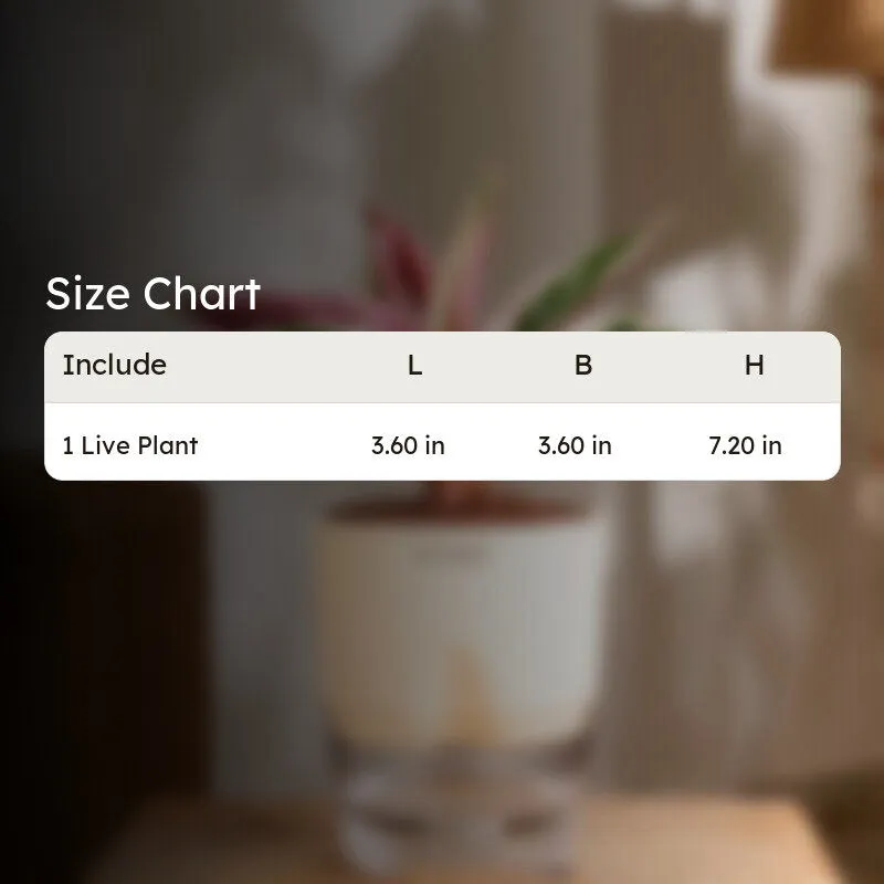Kyari Calathea Triostar With Self Watering Pot - Ivory media 8