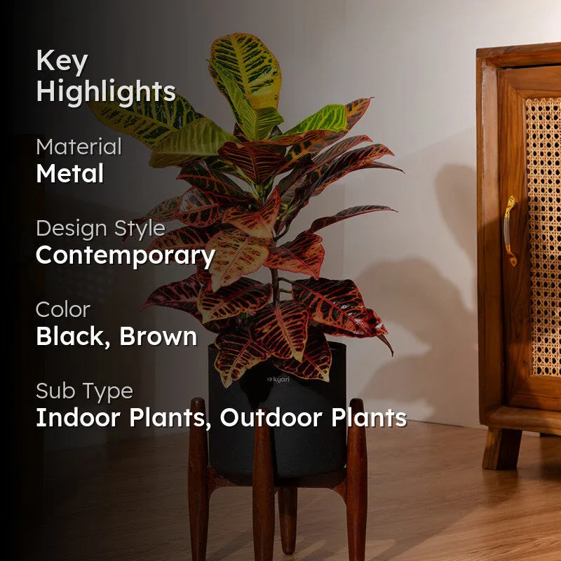 Kyari Croton Plant With Metal Self Watering Pot (Black) - 2 Feet media 2