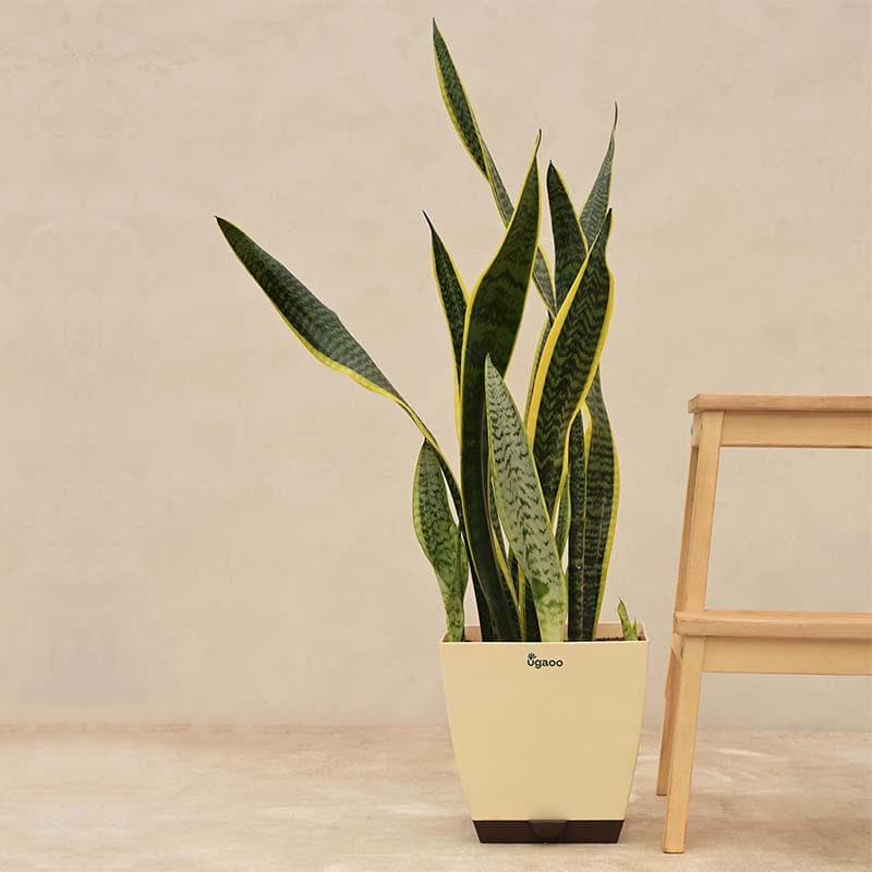 Ugaoo Sansevieria Laurentii Plant - XL media 3