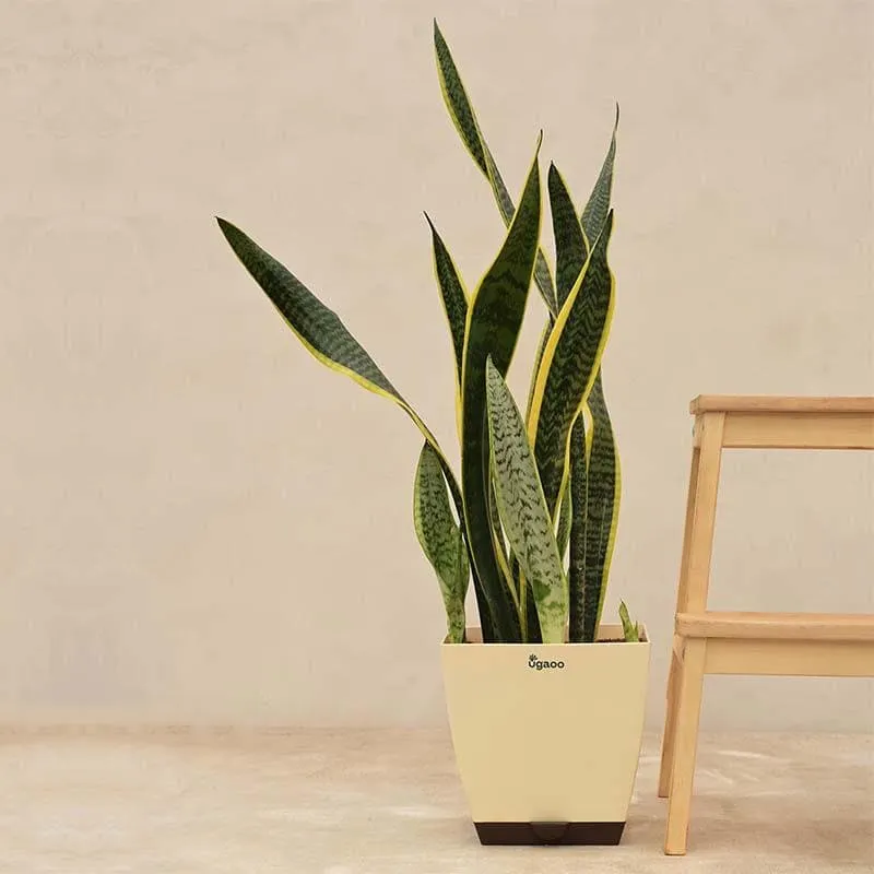 Ugaoo Sansevieria Laurentii Plant - XL media 3