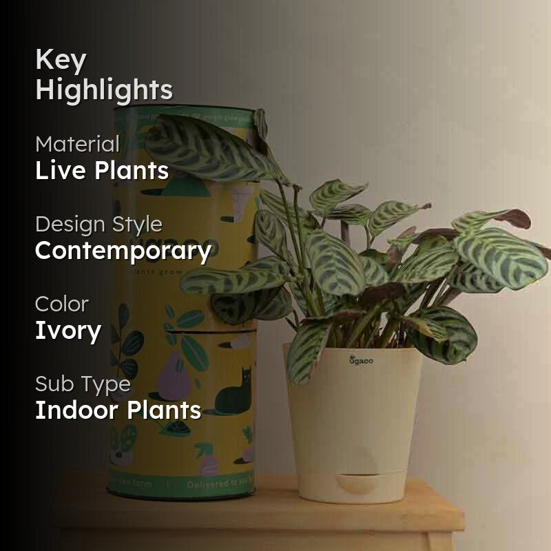 Ugaoo Calathea Burle Marxii Plant media 2