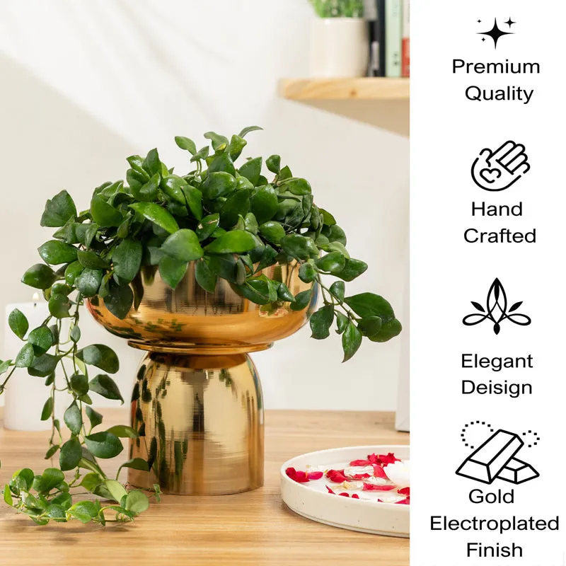 Auric Roots Planter media 5