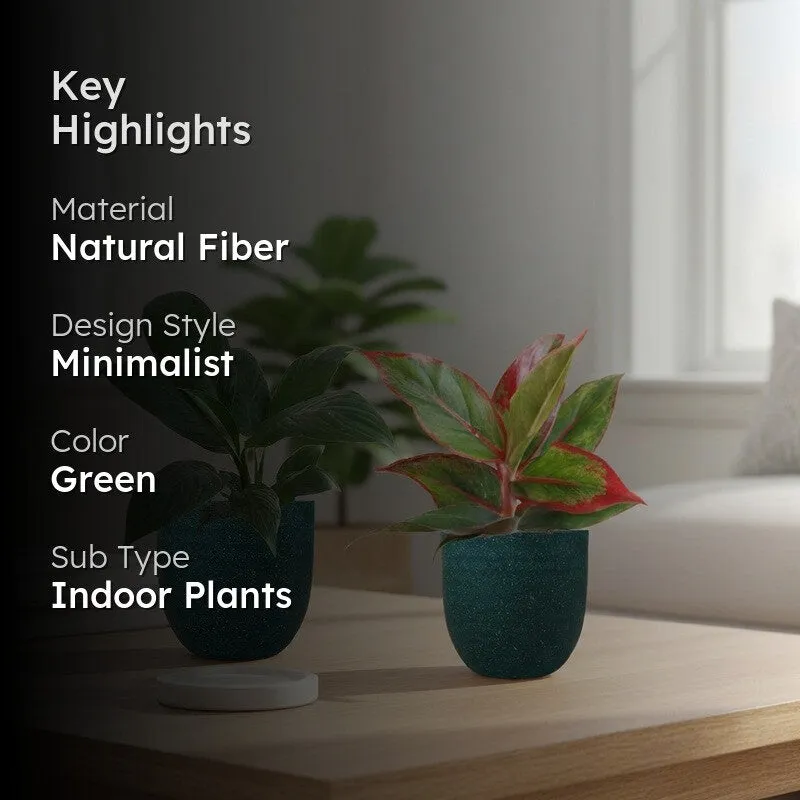Greenkin Aglaonema Lipstick & Lily Live Plants (Green) - Set Of Two media 2