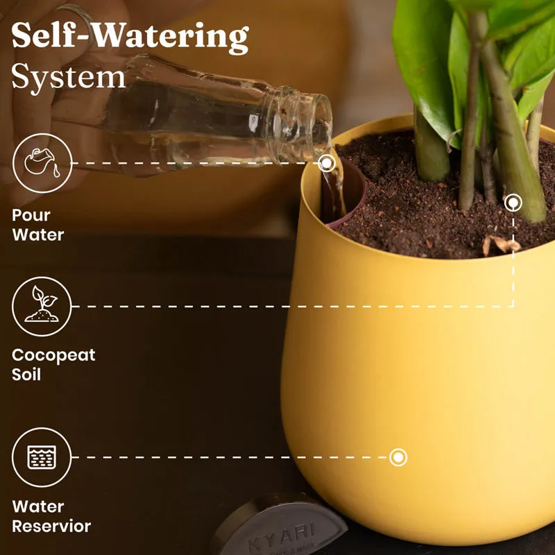 Kyari Snake Plant With Metal Self Watering Pot - Yellow media 6