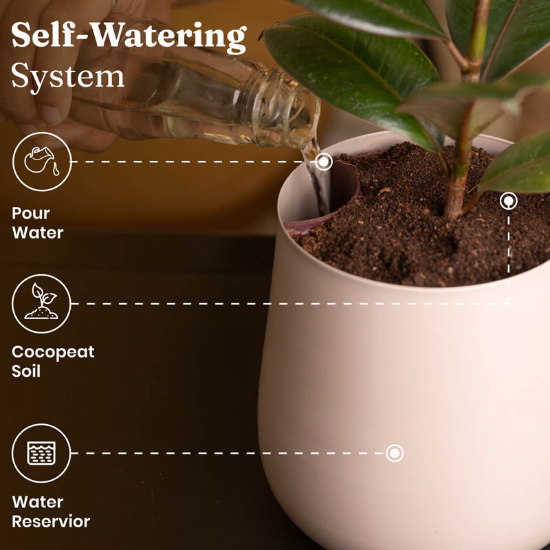 Kyari Spathiphyllum With Metal Self Watering Pot - Beige media 6