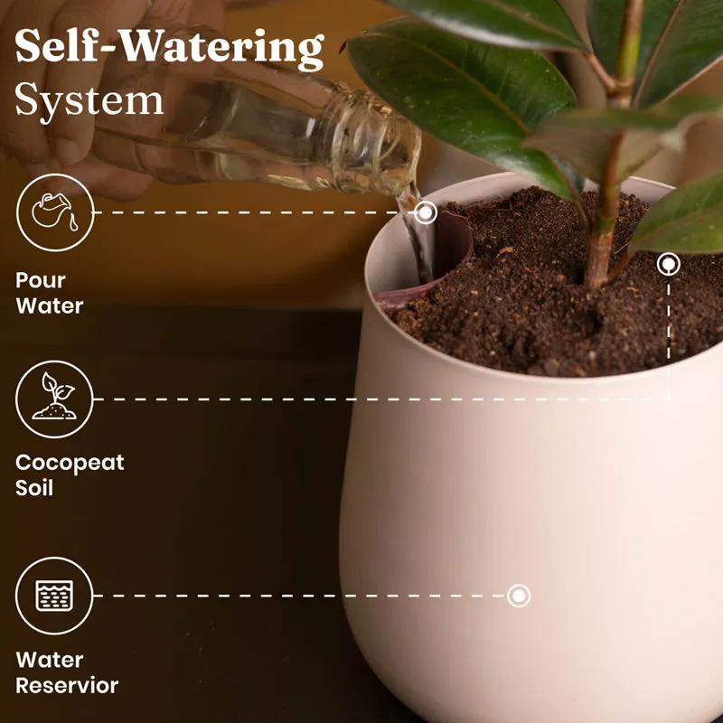 Kyari Spathiphyllum With Metal Self Watering Pot - Beige - 6