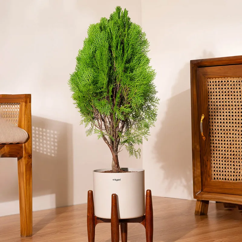 Kyari Thuja Plant With Metal Self Watering Pot (Beige) media 1