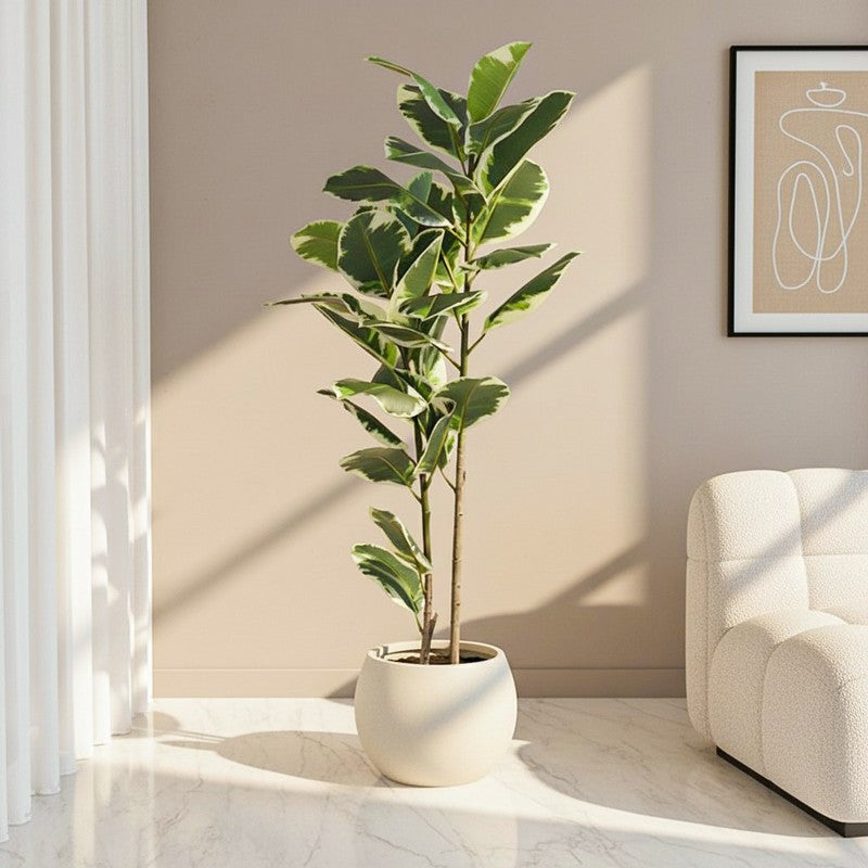 Arvore Artificial Rubber Plant With Black Plastic Pot - 4 Feet