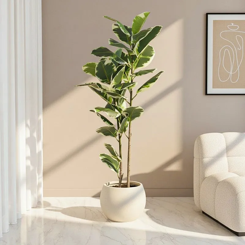 Arvore Artificial Rubber Plant With Black Plastic Pot - 4 Feet media 1