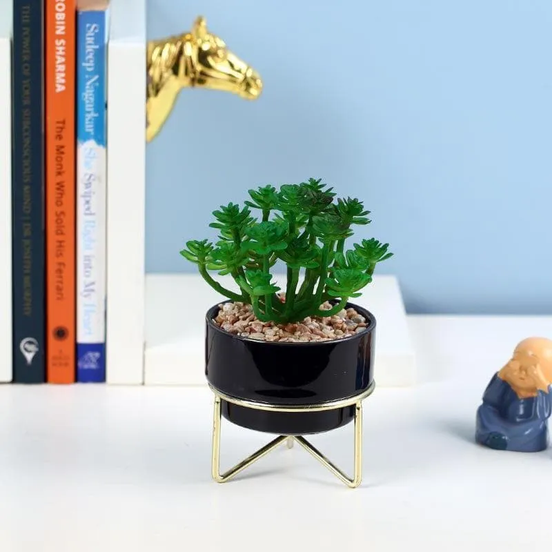 Faux Crassula In Ceramic Pot With Stand - 13.5 cms media 1