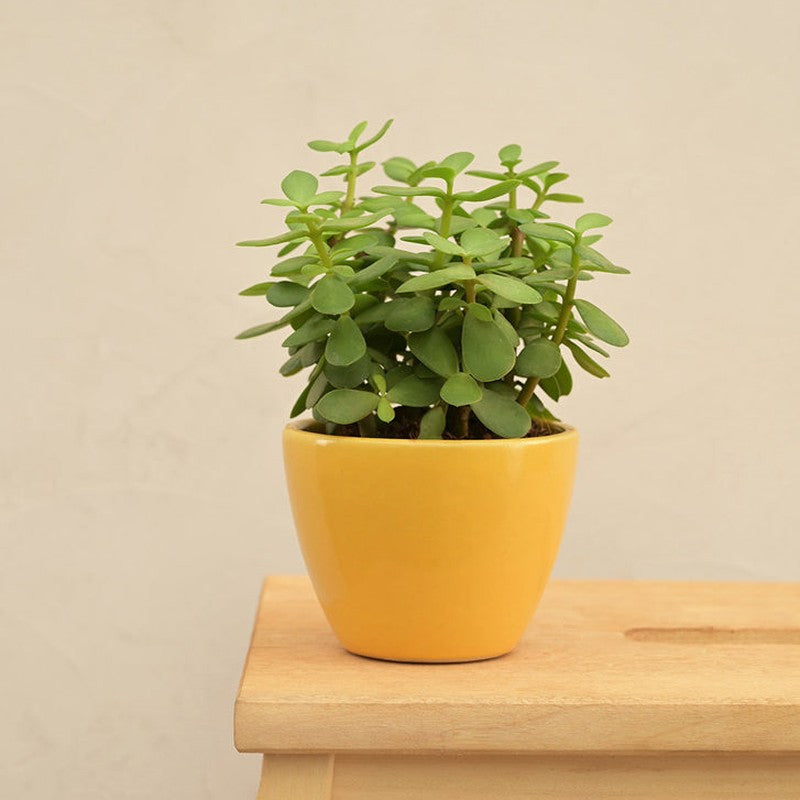 Ugaoo Apple Yellow Ceramic Pot- Small media 4