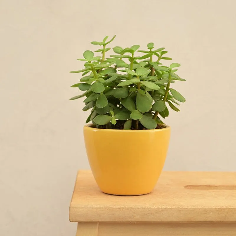 Ugaoo Apple Yellow Ceramic Pot- Small media 4