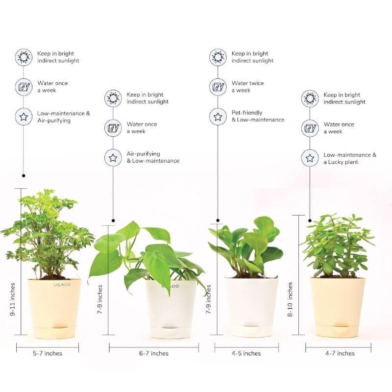 Ugaoo Indoor Live Plants With Pots - Set Of Four media 4