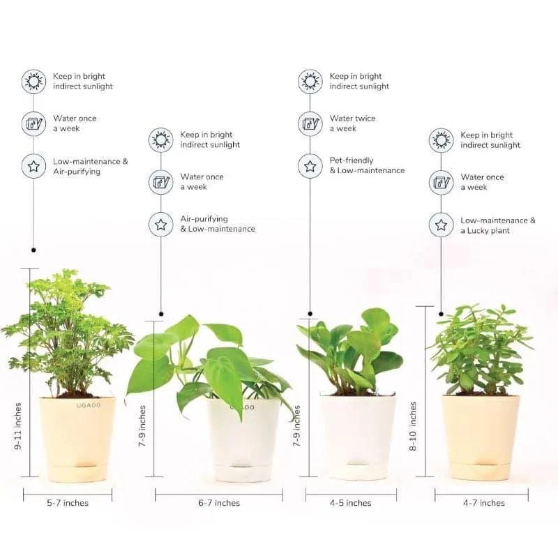 Ugaoo Indoor Live Plants With Pots - Set Of Four media 4