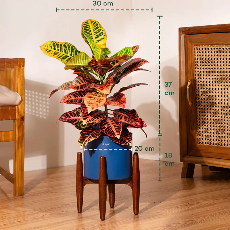 Kyari Croton Petra Plant With Metal Self Watering Pot (Blue) media 5