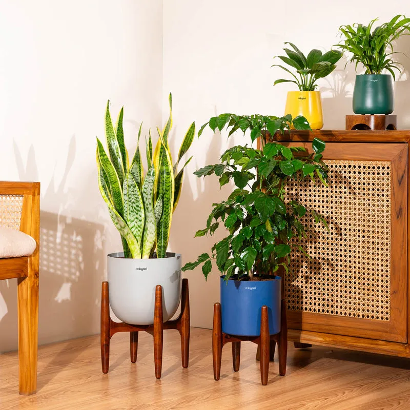 Kyari Sansevieria Zeylanica Golden Snake Plant With Metal Self Watering Pot (Orange) - 2.4 Feet media 4