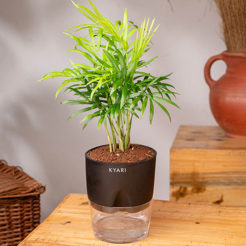 Kyari Chamaedorea elegans With Self Watering Pot - Black media 3