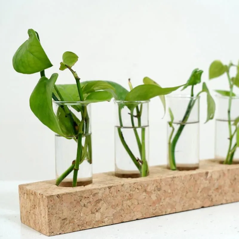Niam Cork Testube Planter media 5
