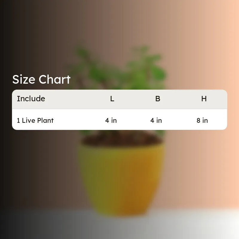 Ugaoo Good Luck Jade Plant With Apple Yellow Ceramic Pot media 4