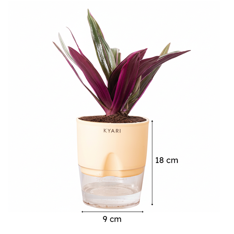 Kyari Oyster Plant With Self Watering Pot (Cream) - 18 cm media 7
