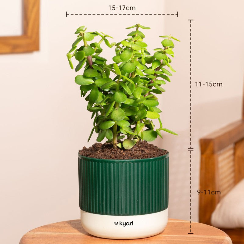 Kyari Jade Plant with Self Watering Pot - Green media 7