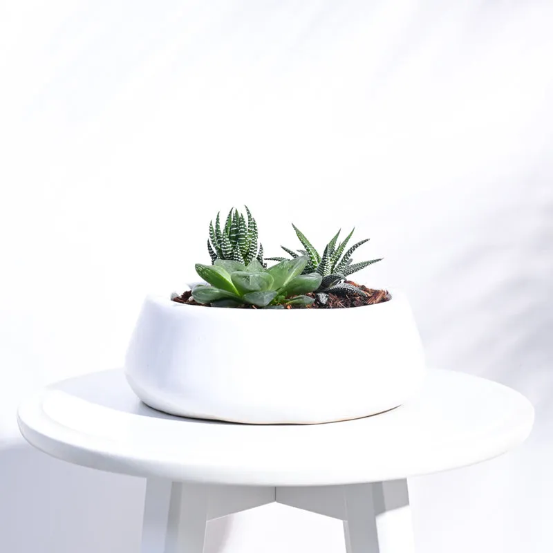 Ugaoo Tulip Fantasy 6032 White Ceramic Pot media 3