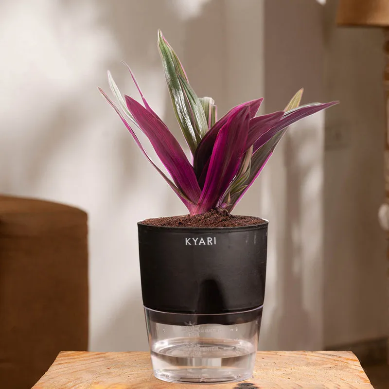 Kyari Oyster Plant With Self Watering Pot (Black) - 18 cm media 1