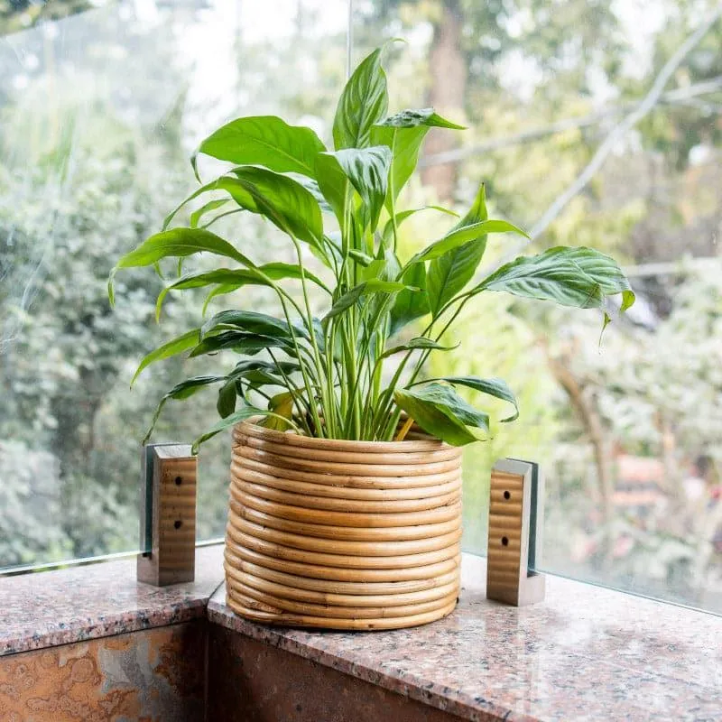 Cortez Coiled Planter media 3