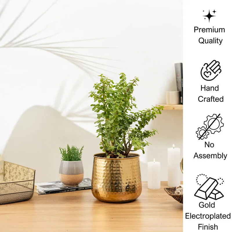 Rooted Charm Auric Golden Planter media 5