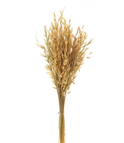 Dried Flowers & Leaves