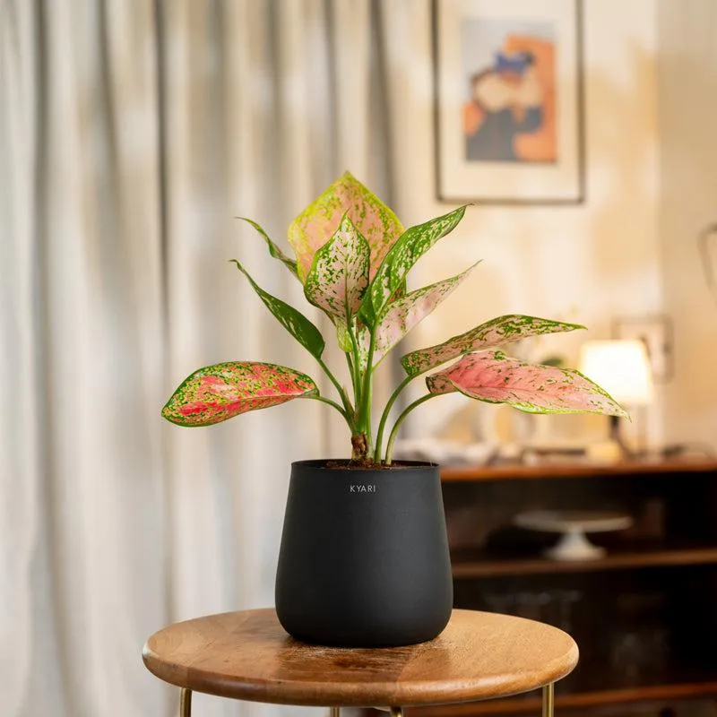Kyari Aglaonema Pink Valentine Plant With Metal Self Watering Pot - Blue media 1