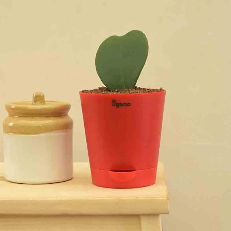 Ugaoo Heart Hoya Plant media 3